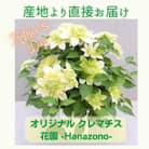 【長谷川園芸】北茨城産 クレマチス「花園」5寸 ※5/1～5/7発送