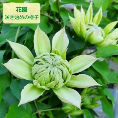 【長谷川園芸】北茨城産 クレマチス「花園」5寸 ※4/30～5/6発送