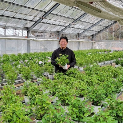 【長谷川園芸】北茨城産 クレマチス「花園」5寸 ※4/30～5/6発送