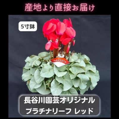 【長谷川園芸オリジナル品種】北茨城産 シクラメン プラチナリーフ 5寸 レッド ※12月出荷
