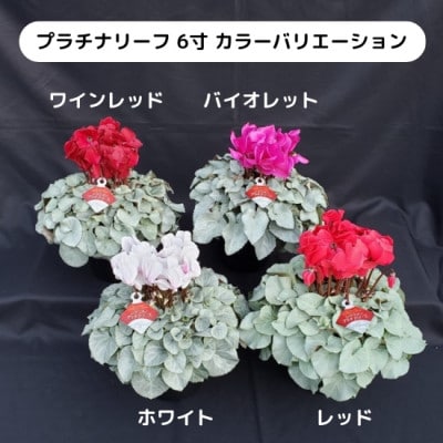 【長谷川園芸オリジナル品種】北茨城産シクラメン プラチナリーフ 6寸 バイオレット ※12月出荷