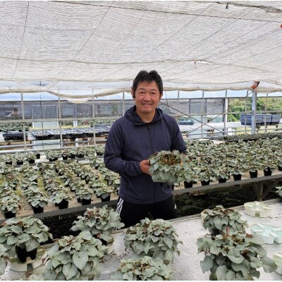 【長谷川園芸オリジナル品種】北茨城産シクラメン プラチナリーフ 6寸 バイオレット ※12月出荷