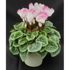 茨城県北茨城市 花 観葉植物のお礼品 返礼品一覧 ふるさと納税サイト さとふる