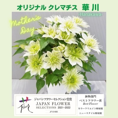 【長谷川園芸】北茨城産 クレマチス「華川」5寸 ※4/30～5/6発送
