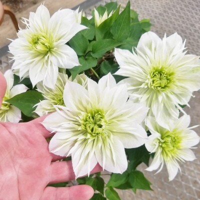 長谷川園芸 北茨城産 クレマチス 華川 5寸 母の日ギフト向け 5 3 5 5発送 お礼品詳細 ふるさと納税なら さとふる