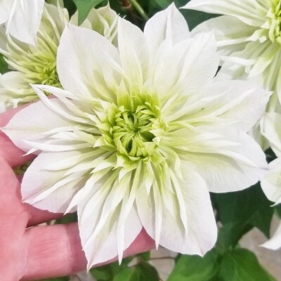 【長谷川園芸】北茨城産 クレマチス「華川」5寸 ※4/30～5/6発送