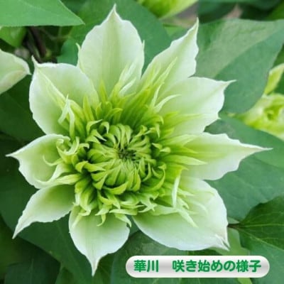 【長谷川園芸】北茨城産 クレマチス「華川」5寸 ※4/30～5/6発送