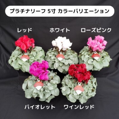 【長谷川園芸オリジナル品種】北茨城産 シクラメン プラチナリーフ 5寸 ホワイト ※12月出荷