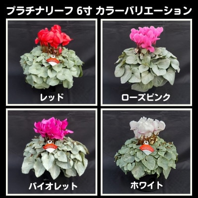 【長谷川園芸オリジナル品種】北茨城産 シクラメン プラチナリーフ 6寸 ホワイト ※11～12月出荷