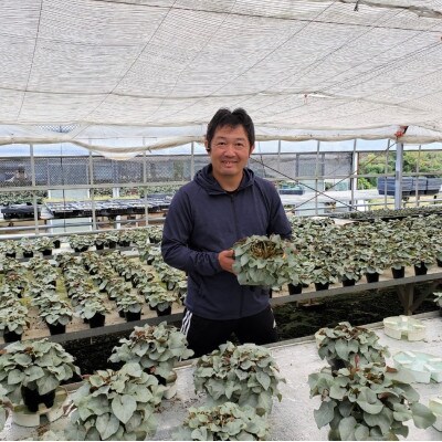 【長谷川園芸オリジナル品種】北茨城産 シクラメン プラチナリーフ 6寸 ホワイト ※12月出荷