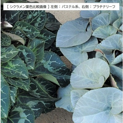 【長谷川園芸オリジナル品種】北茨城産 シクラメン プラチナリーフ 6寸 ホワイト ※12月出荷