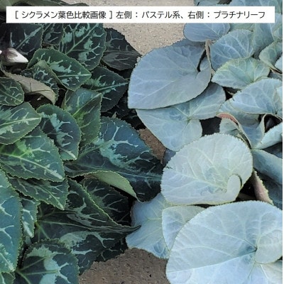 【長谷川園芸オリジナル品種】北茨城産 シクラメン プラチナリーフ 5寸 ワインレッド※12月出荷