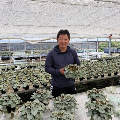 【長谷川園芸】の 北茨城産 シクラメン ピアス 6寸 ※11月～12月出荷