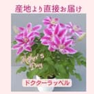長谷川園芸の北茨城産 クレマチス「ドクターラッペル」5寸　※5/1～5/7発送