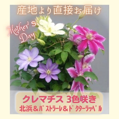 【長谷川園芸】クレマチス6寸3色咲き〔北浜×パストラーレ×ドクターラッペル〕※4/30～5/6発送