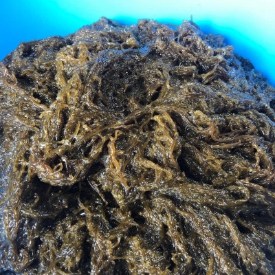 【数量限定・産地直送】素潜り漁師が手摘み採取!幻の天然もずく 塩蔵1kg(500g×2袋)