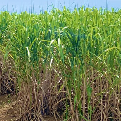 沖縄のさとうきび由来「シュガーケイソ」2本セット(30ml×2)