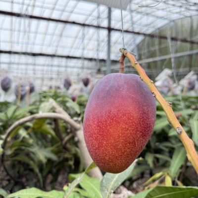 【2026年6月下旬から順次発送】マルトウマンゴーの家庭用アップルマンゴー2kg