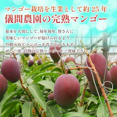 【2026年6月下旬から順次発送・贈答用】儀間農園の完熟アップルマンゴー 秀品4kg(大玉7～8玉)