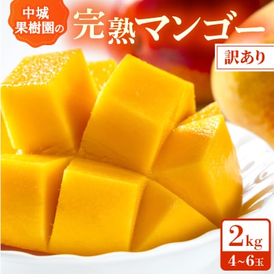 【2026年7月から順次発送・白箱】中城果樹園の完熟アップルマンゴー 訳あり2.0kg(4～6玉)
