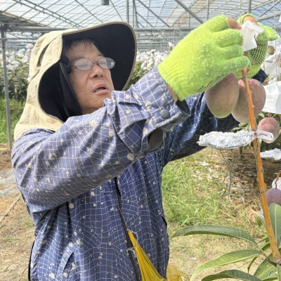 【2026年7月から順次発送・白箱】中城果樹園の完熟アップルマンゴー 訳あり2.0kg(4～6玉)
