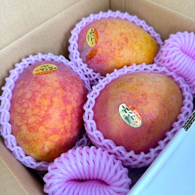 【2026年7月から順次発送・白箱】中城果樹園の完熟アップルマンゴー 良品1.0kg(2～3玉)