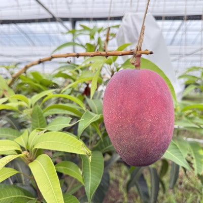 【2026年7月から順次発送・白箱】中城果樹園の完熟アップルマンゴー 良品1.0kg(2～3玉)