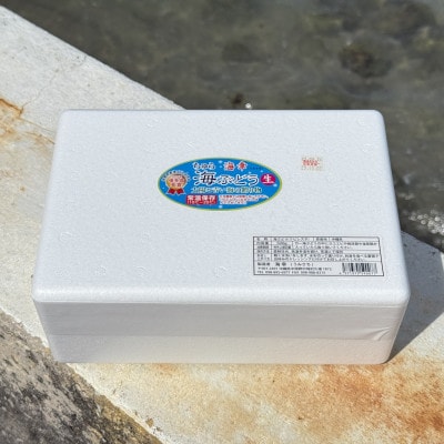 【沖縄から産地直送】県産海ぶどう品評会最優秀賞受賞!ちゅら海ぶどう1.5kg(500g×3箱)