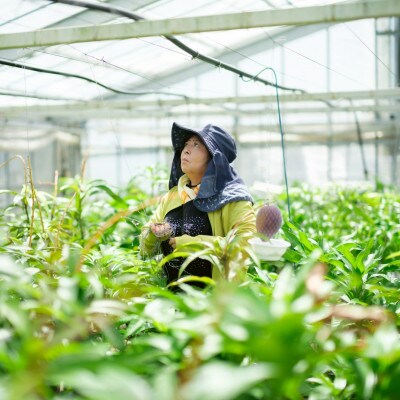 【2026年6月下旬から順次発送・家庭用】護佐丸マンゴー800g(2玉)