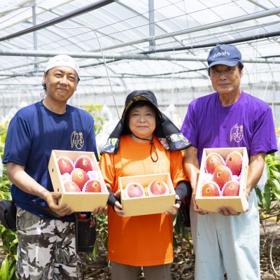 【2026年6月下旬から順次発送・家庭用】護佐丸マンゴー1.5kg(3～5玉)