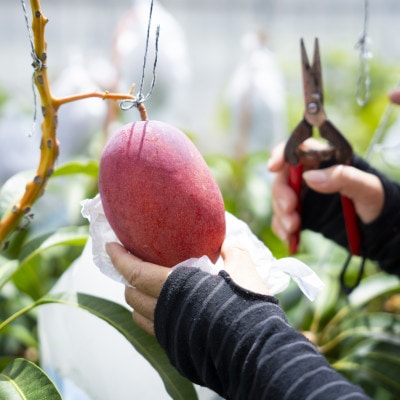 【2026年6月下旬から順次発送・訳あり】護佐丸マンゴー800g(2~3玉)