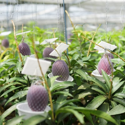 【2026年6月下旬から順次発送・訳あり】護佐丸マンゴー800g(2~3玉)