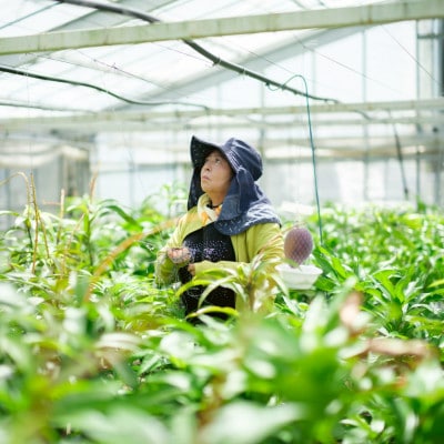 【2026年6月下旬から順次発送・訳あり】護佐丸マンゴー2.0kg(3～6玉)