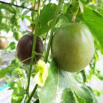 【2026年5月から順次発送・贈答用】JAおきなわが厳選したパッションフルーツ1kg(8~10玉)