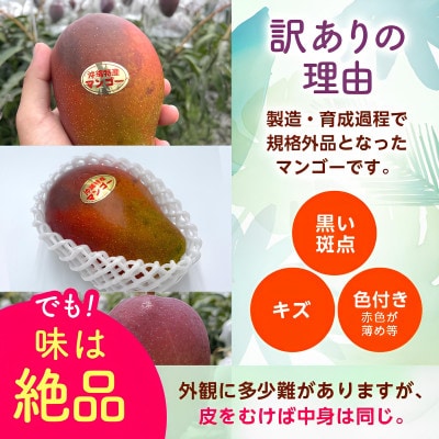 【2026年6月から順次発送・訳あり】アップルマンゴー2.0kg(4～6玉)