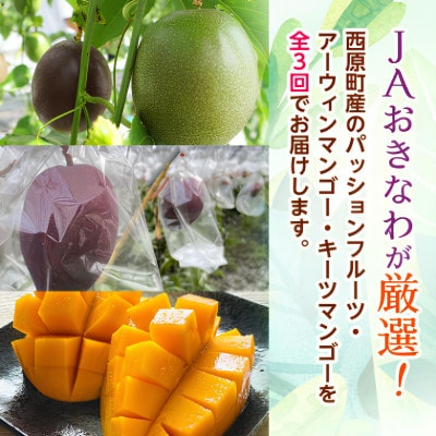 【発送月固定定期便】2026年発送 JAおきなわが厳選する南国フルーツ定期便全3回