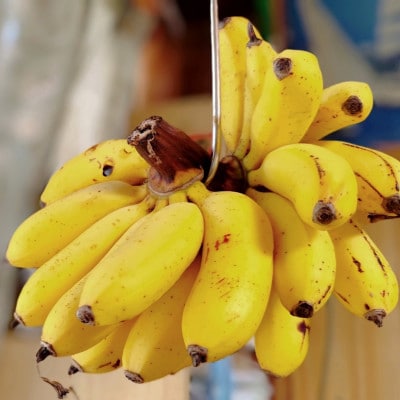 JAおきなわが厳選した季節の沖縄県産バナナ 2kg(旬の品種おまかせ)