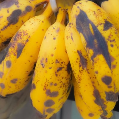 JAおきなわが厳選した季節の沖縄県産バナナ 2kg(旬の品種おまかせ)