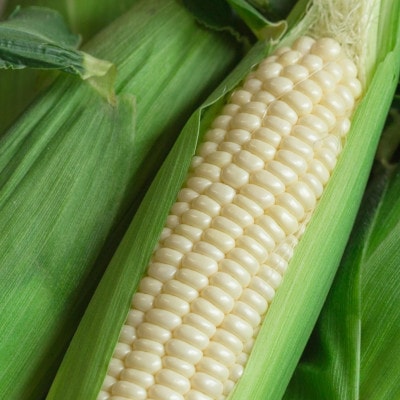 【2026年2月から順次発送】汐風パール 糖度20度超えの極甘とうもろこし 1.5kg(5～6本)
