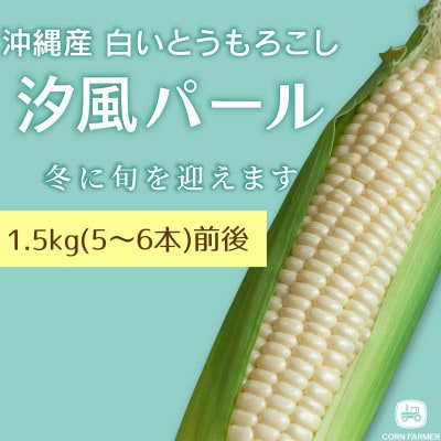 【2026年2月から順次発送】汐風パール 糖度20度超えの極甘とうもろこし1.5kg(5～6本)