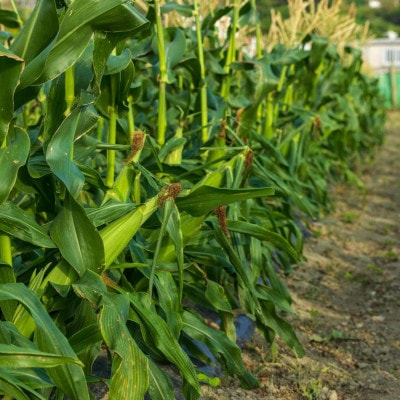 【2026年2月から順次発送】汐風パール 糖度20度超えの極甘とうもろこし 1.5kg(5～6本)
