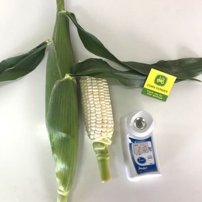 【2026年2月から順次発送】汐風パール 糖度20度超えの極甘とうもろこし 1.5kg(5～6本)
