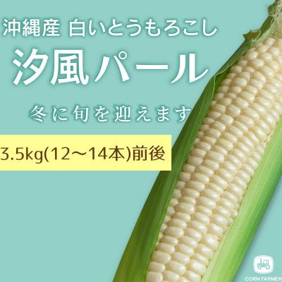 【2026年2月から順次発送】汐風パール 糖度20度超えの極甘とうもろこし3.5kg(12～14本)