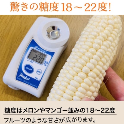 【2026年2月から順次発送】汐風パール 糖度20度超えの極甘とうもろこし3.5kg(12～14本)
