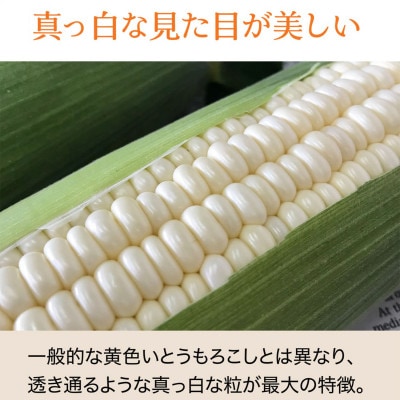 【2026年2月から順次発送】汐風パール 糖度20度超えの極甘とうもろこし7kg(24～27本)