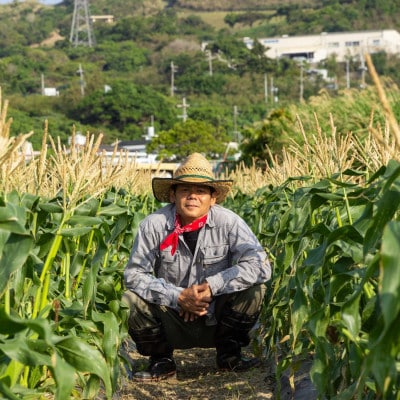 【2026年2月から順次発送】汐風パール 糖度20度超えの極甘とうもろこし 7kg(24～27本)