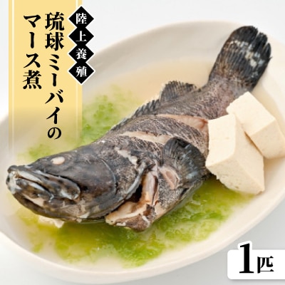 陸上養殖 琉球ミーバイのマース煮 1匹