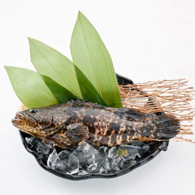 陸上養殖 琉球ミーバイのバター焼き煮 1匹