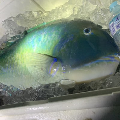 沖縄三大高級魚 マクブ 1kg(下処理済み・冷蔵発送)