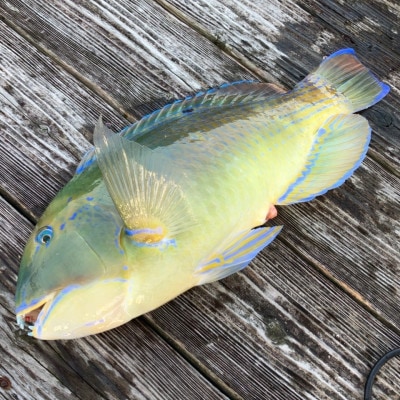 沖縄三大高級魚 マクブ 2kg(下処理済み・冷蔵発送)